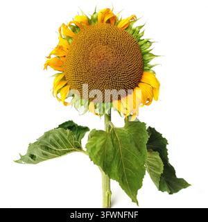 Sonnenblume in der Samenproduktionsphase. Sonnenblumenkopf mit Samen isoliert auf weißem Hintergrund. Stockfoto