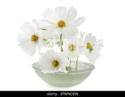Weiße Cosmos-Blumen isoliert auf weißem Hintergrund. Strauß weißer Blumen in einer Glasschale. Stockfoto