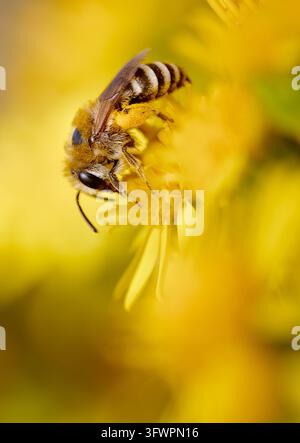 Fugenbiene, Zellophanenbiene, Familie Colletidae, möglicherweise Colletes Daviesanus, sammelt Pollen und Nektar von der gelben Blüte eines gewöhnlichen Wiesenknöterichs Stockfoto