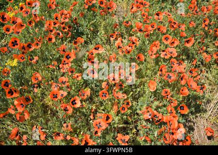 Dichte rote Mohnblumen blühen über eine sonnenbeschienene Wildblumenwiese und schaffen einen lebendigen natürlichen Blumenhintergrund mit grünem Laub, zarten Blütenblättern und dunkler Stockfoto