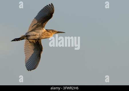Squacco Heron im Flug Stockfoto
