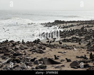 Eine ausgedehnte Kolonie von Kapfuchssiegeln erstreckt sich entlang des Strandes und der Wasserlinie im Cape Cross Seal Reserve, Namibia. Stockfoto