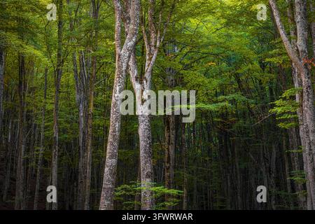Hohe Buchenbäume mit lebhaftem Laub bedecken die Berghänge in einem Wald auf dem Monte Amiata, Grosseto, Toskana, Italien. Stockfoto