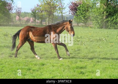 Dt.Reitpony Stockfoto