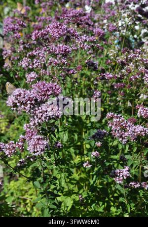 Oregano blüht im Garten - Blühender Oregano im Garten Stockfoto