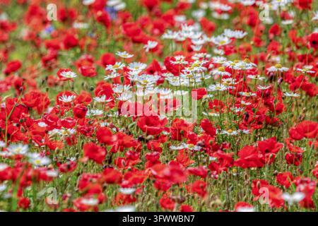 Blick auf ein lebendiges Feld voller roter Mohnblumen und weißer Gänseblümchen, die in der Landschaft von Castelluccio, Umbrien, Italien blühen. Stockfoto