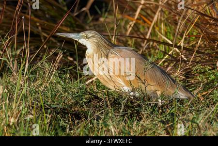 Squacco-Haarreiher (Ardeola ralloides) im natürlichen Lebensraum stehend, Wildtierfotografie von Sumpfgras in Botswana Stockfoto