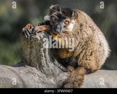 Nahaufnahmeporträt eines weiblichen Weißstirn-Braunlemuren, der auf einem Baumstamm sitzt und mit ausdrucksstarken orangefarbenen Augen direkt in die Kamera schaut Stockfoto