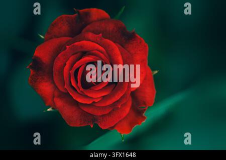 Makrofoto mit Blick von oben einer leuchtend roten Rose in voller Blüte vor einem dunkelgrünen, stimmungsvollen Hintergrund. Stockfoto