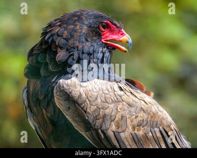 Nahaufnahme-Porträt eines Bateleur-Adlers, der sein lebhaftes rotes Gesicht und sein detailliertes Gefieder zur Schau stellt Stockfoto