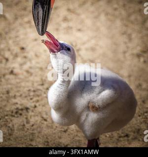 Nahaufnahme eines flauschigen grauen Flamingoflüschlings, der von seinem Elternvogel Schnabel zu Schnabel gefüttert wird Stockfoto