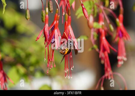 Asiatische Hornisse ssp. nigrithorax, Asiatische Schwarzhornisse (Vespa velutina nigrithorax), Familie Vespidae auf den Blüten einer Fuchsia magellanica 'Riccartonii'. Stockfoto