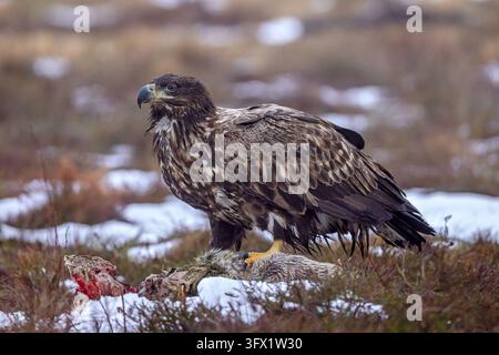 Weißkopfseeadler / Seeadler (Haliaeetus albicilla) Jungvogel, der sich von Aas eines verendeten Rehs in Moor- / Heideland im Winter ernährt Stockfoto