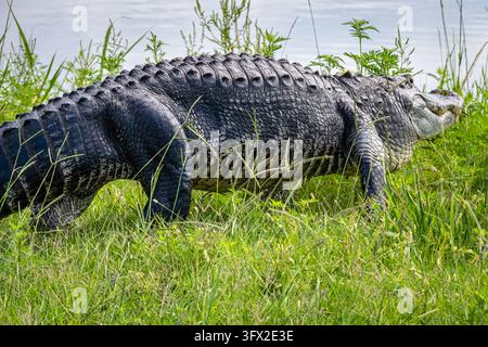 Großer Alligator (Alligator mississippiensis) entlang der North Apopka Wildlife Drive in Apopka, Florida, in der Nähe von Orlando. (USA) Stockfoto