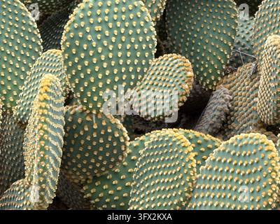 Nahaufnahme von Opuntien-Paddeln mit dichten blassen Stacheln, die einen natürlichen botanischen Hintergrund bilden. Mobilfoto Stockfoto