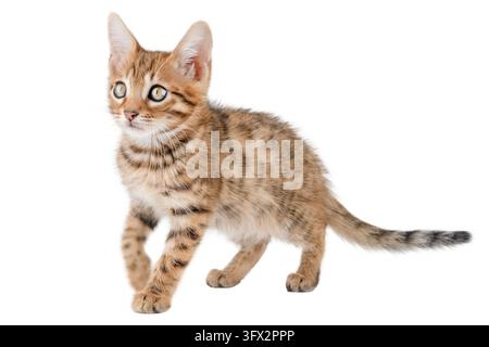 Verspieltes Bengal-Kätzchen im Seitenansicht isoliert auf weißem Hintergrund. Stockfoto
