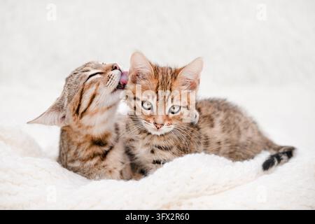 Zwei süße Bengalkätzchen auf weicher weißer Decke, die sich gegenseitig pflegen. Stockfoto