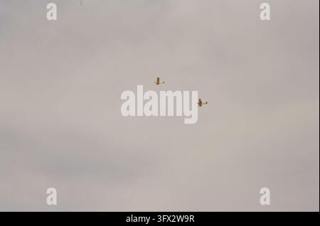 Zwei kleine einmotorige Flugzeuge mit hellbraunen und braunen Rumpfen fliegen in Formation vor einem bewölkten, nebligen Himmel. Die Flugzeuge scheinen Aerobatic zu fliegen Stockfoto