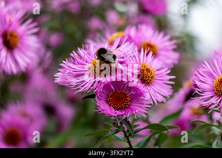 Bumblebee sammelt Nektar von rosa Asternblüten im Herbst Stockfoto