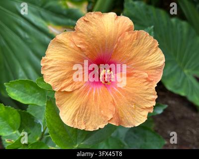 Nahaufnahme einer orangefarbenen chinesischen Hibiskusblüte (Hibiscus rosa-sinensis) mit rotem Zentrum und auffälligen Staubfäden vor grünem Blattwerk. Stockfoto