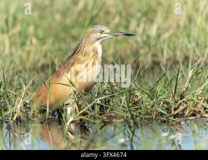Ein Squacco-Schildwächter (Ardeola ralloides) steht zwischen Sumpfgräsern am Ufer des Chobe-Flusses, Botswana. Stockfoto