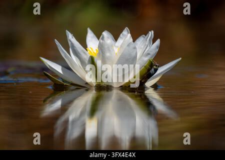 Eine einheimische Duft-Wasserlilie (Nymphaea odorata) mit einem Wasserinsekt, das am Kelchblatt haftet, inmitten herbstlicher Farbtöne. Stockfoto