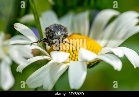 Trauernder Rosenkäfer auf Daisy 01 Stockfoto