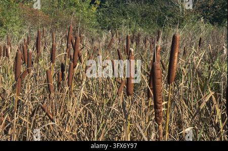 Braune Rohrkolben in einem sumpfigen Feuchtgebiet während des Herbstes mit hohen Schilf und trockenem Gras Stockfoto