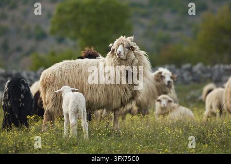 Ein großes Schaf steht auf einer grasbewachsenen Wiese, umgeben von Herdentieren. Die natürliche Landschafter schafft eine authentische ländliche Stimmungslandschaft. Stockfoto