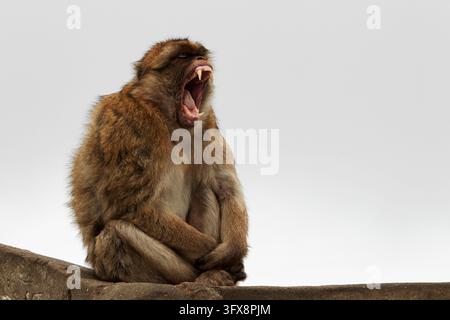 Berberaffe; Berberaffe; Macaca sylvanus; Gibraltar Stockfoto