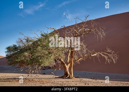 Starker Wind über Sanddünen der Namib-Wüste, Namibia, Afrika |starker Wind über den Sanddünen der Namib-Wüste, Namibia, Afrika| Stockfoto