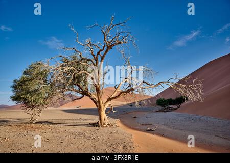 Starker Wind über Sanddünen der Namib-Wüste, Namibia, Afrika |starker Wind über den Sanddünen der Namib-Wüste, Namibia, Afrika| Stockfoto