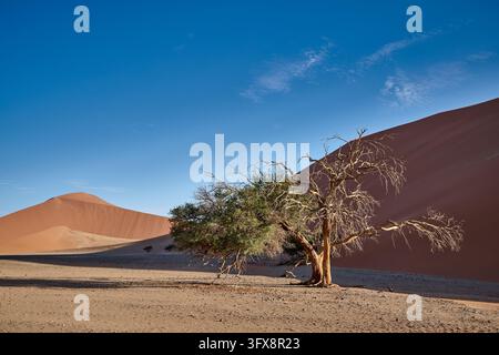 Starker Wind über Sanddünen der Namib-Wüste, Namibia, Afrika |starker Wind über den Sanddünen der Namib-Wüste, Namibia, Afrika| Stockfoto