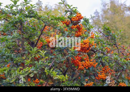 Dichte Büschel von orangefarbenen Feuerdornbeeren zwischen glänzenden grünen Blättern. Stockfoto