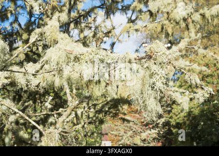 Eine Nahaufnahme eines mit Flechten bedeckten Astes eines Sorbus-Munda-Baumes im Dawyck Botanical Garden in den Scottish Borders, Schottland Stockfoto