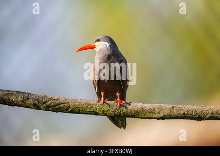 Inka-tern (Larosterna inca), die auf einem Zweig sitzen, in Gefangenschaft, Verteilung südamerika Stockfoto