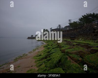 Hellgrüne Algen bedecken Felsen entlang einer Steinmauer und eines sandigen Ufers bei Ebbe, mit Häusern und Kiefern über ruhigem Wasser auf Miyajima, Japan. Stockfoto