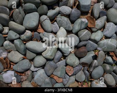 Vollbild-Nahaufnahme von glatten, abgerundeten grau-grünen Flusssteinen, die mit trockenen braunen Blättern im Sonnenlicht übersät sind, in einem Garten in Hiroshima, Japan. Stockfoto