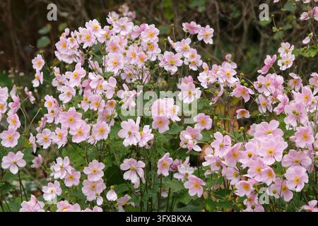 Blassrosa Anemone x hybrida ‘Robustissima’, allgemein bekannt als Japan-Anemone oder Traubenblättern-Anemone, in Blüte. Stockfoto