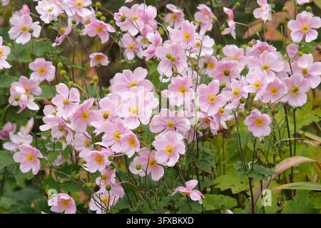 Blassrosa Anemone x hybrida ‘Robustissima’, allgemein bekannt als Japan-Anemone oder Traubenblättern-Anemone, in Blüte. Stockfoto