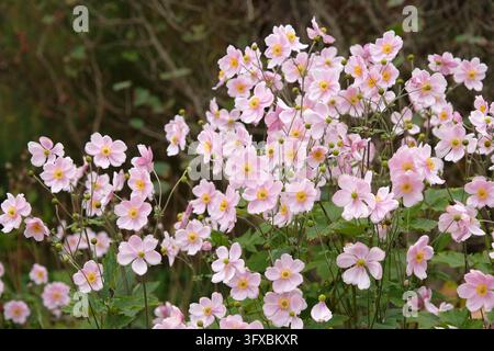 Blassrosa Anemone x hybrida ‘Robustissima’, allgemein bekannt als Japan-Anemone oder Traubenblättern-Anemone, in Blüte. Stockfoto