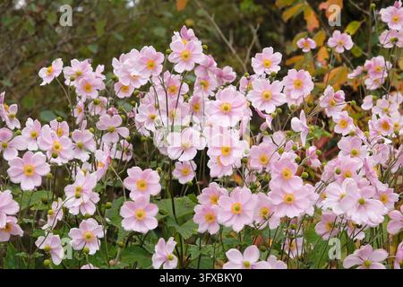 Blassrosa Anemone x hybrida ‘Robustissima’, allgemein bekannt als Japan-Anemone oder Traubenblättern-Anemone, in Blüte. Stockfoto