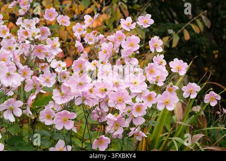 Blassrosa Anemone x hybrida ‘Robustissima’, allgemein bekannt als Japan-Anemone oder Traubenblättern-Anemone, in Blüte. Stockfoto