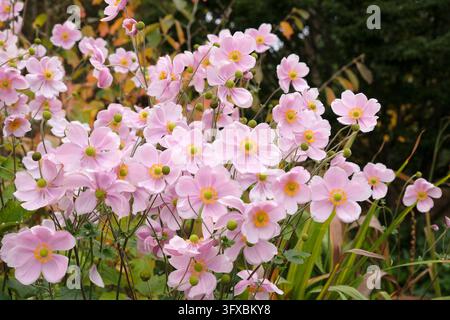 Blassrosa Anemone x hybrida ‘Robustissima’, allgemein bekannt als Japan-Anemone oder Traubenblättern-Anemone, in Blüte. Stockfoto
