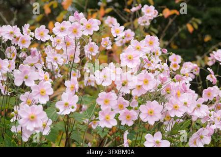 Blassrosa Anemone x hybrida ‘Robustissima’, allgemein bekannt als Japan-Anemone oder Traubenblättern-Anemone, in Blüte. Stockfoto
