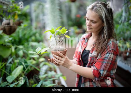 Positiv Frau Gewächshauspflegerin hält Topfpflanze Ameisenpflanze (Hydnophytum formicarum) in den Händen. Stockfoto