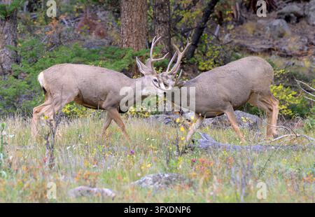Mule-Hirsch (Odocoileus hemionus) Böcke kämpfen während der Brunft im Herbst am Waldrand, Rocky Mountain Nationalpark, Colorado, USA. Stockfoto