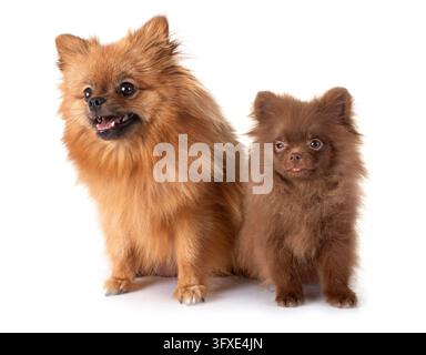 Pomeranian Welpen und Mutter vor weißem Hintergrund Stockfoto