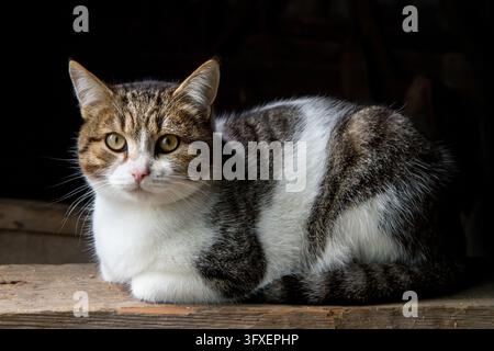Porträt einer Katze auf einer Holzoberfläche vor einem schwarzen Hintergrund. Große Hauskatze Stockfoto