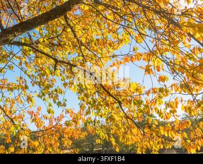Goldgelbe und orangefarbene Herbstblätter an Baumzweigen vor einem klaren blauen Himmel Stockfoto